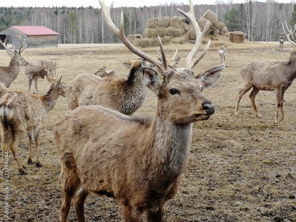 Fototapeta premium deer farm