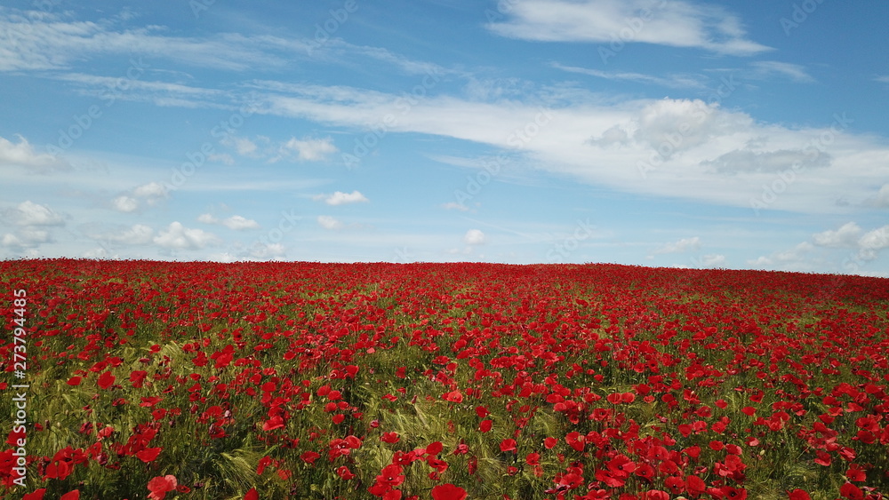 poppy field with cornflowers in a mid aerial view