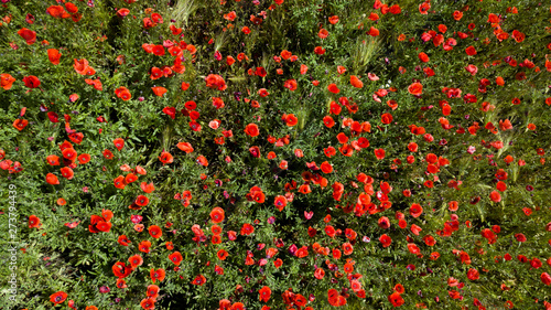 Bild auf Leinwand mohn von oben gesehen
