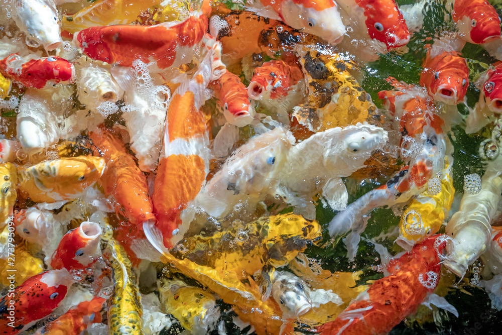 Many koi fish swim in the pond.shallow focus effect. Many koi fish swim in the pond.shallow focus effect.