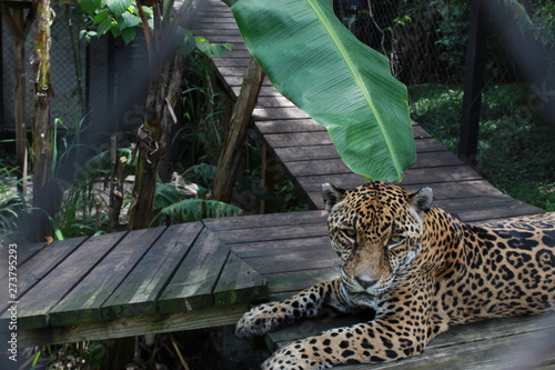 Jaguar descanzando photo