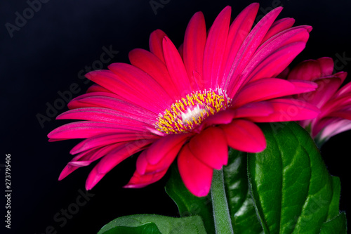 Gerbera red flower head  genus of plants in the Asteraceae of the daisy family native to tropical regions of South America  Africa and Asia  macro with shallow depth of field 