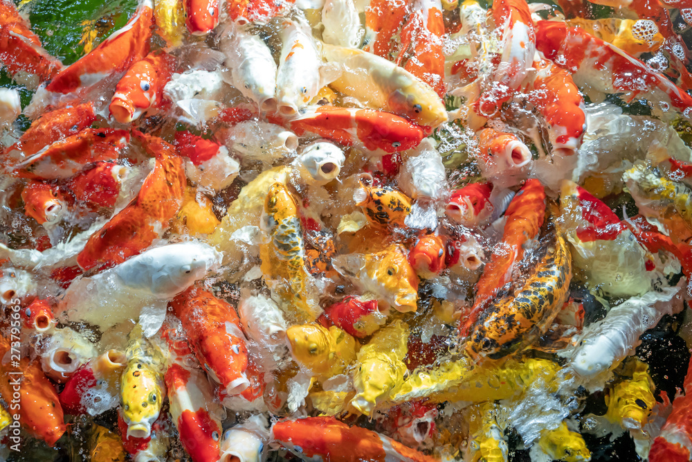 Many koi fish swim in the pond.shallow focus effect. Many koi fish swim in the pond.shallow focus effect.