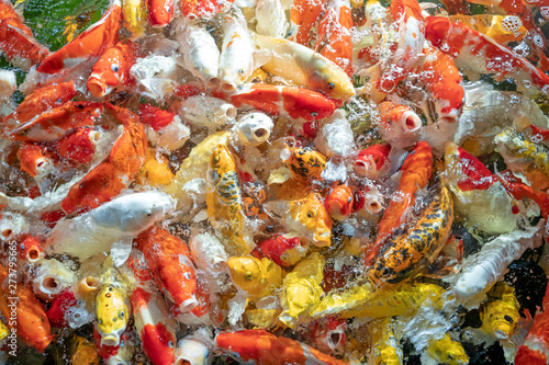 Many koi fish swim in the pond.shallow focus effect.