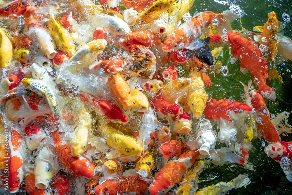 Many koi fish swim in the pond.shallow focus effect. Many koi fish swim in the pond.shallow focus effect.