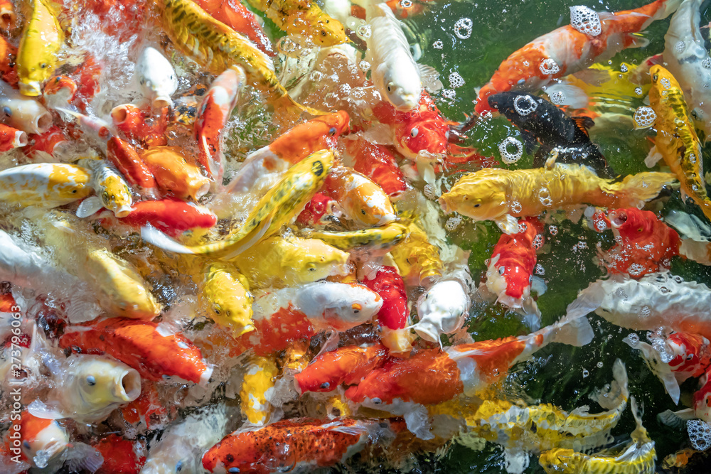 Many koi fish swim in the pond.shallow focus effect. Many koi fish swim in the pond.shallow focus effect.