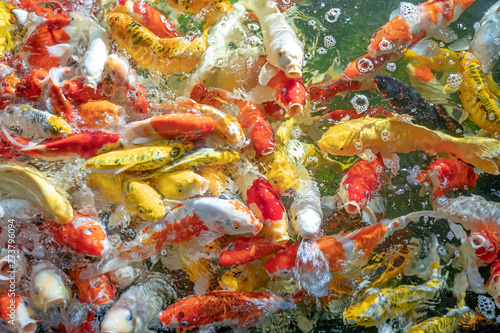 Many koi fish swim in the pond.shallow focus effect.