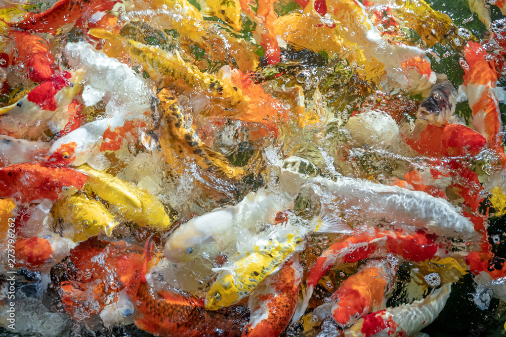 Many koi fish swim in the pond.shallow focus effect. Many koi fish swim in the pond.shallow focus effect.