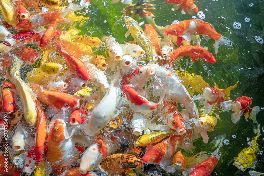 Many koi fish swim in the pond.shallow focus effect. Many koi fish swim in the pond.shallow focus effect.
