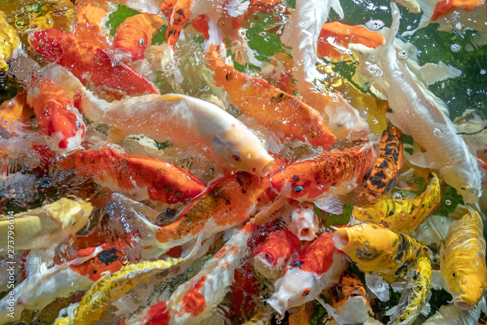 Many koi fish swim in the pond.shallow focus effect. Many koi fish swim in the pond.shallow focus effect.
