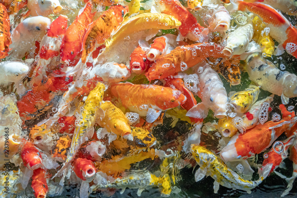 Many koi fish swim in the pond.shallow focus effect. Many koi fish swim in the pond.shallow focus effect.