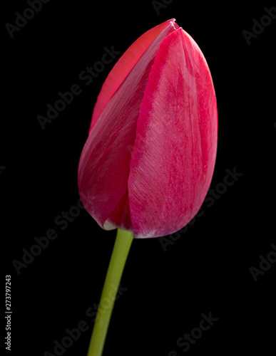 Pink tulip flower closeup