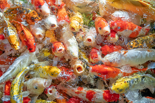 Many koi fish swim in the pond.shallow focus effect.