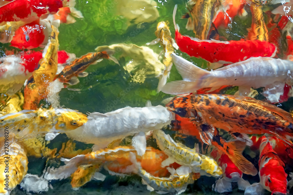 Many koi fish swim in the pond.shallow focus effect. Many koi fish swim in the pond.shallow focus effect.