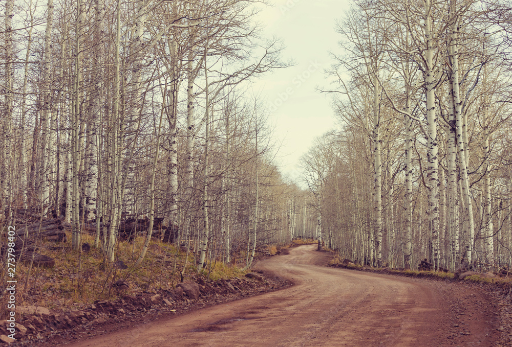 Early spring forest Early spring forest