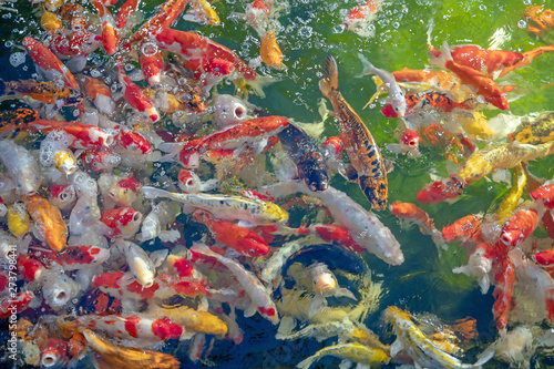 Many koi fish swim in the pond.shallow focus effect.