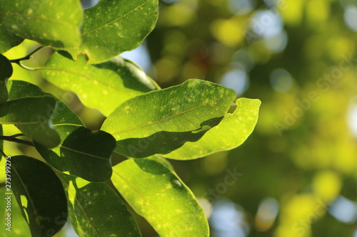 water drops on a leaf