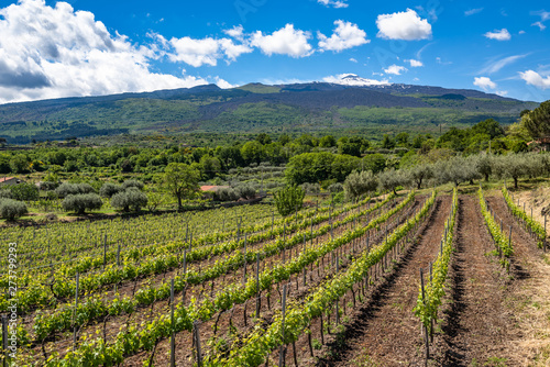 Vineyard of the mount Etna in Sicily  italy