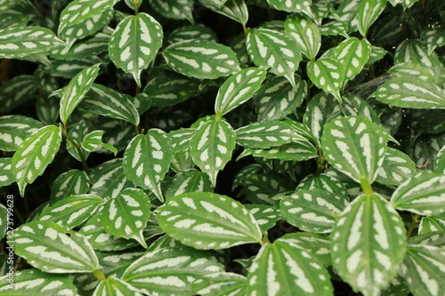 green leaves of basil