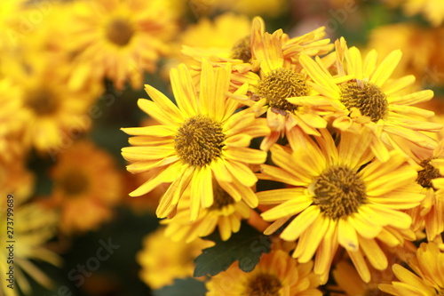 yellow flowers in garden