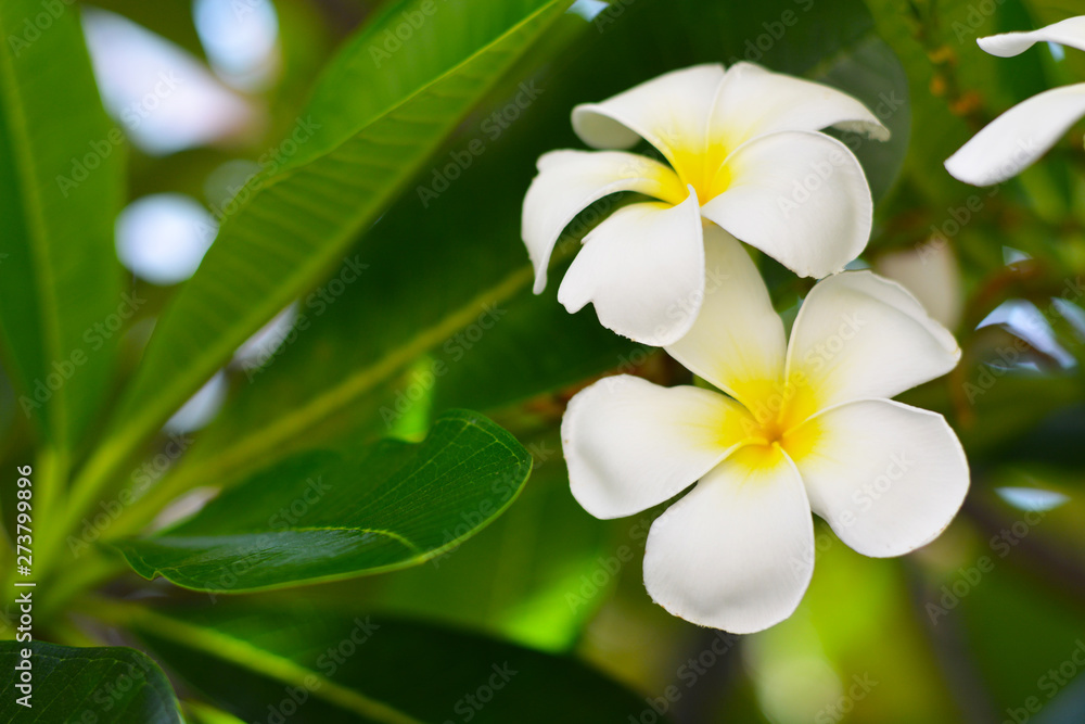 White plumeria flowers are blooming on a green leaf background. White plumeria flowers are blooming on a green leaf background.