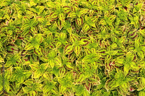 background of green leaves