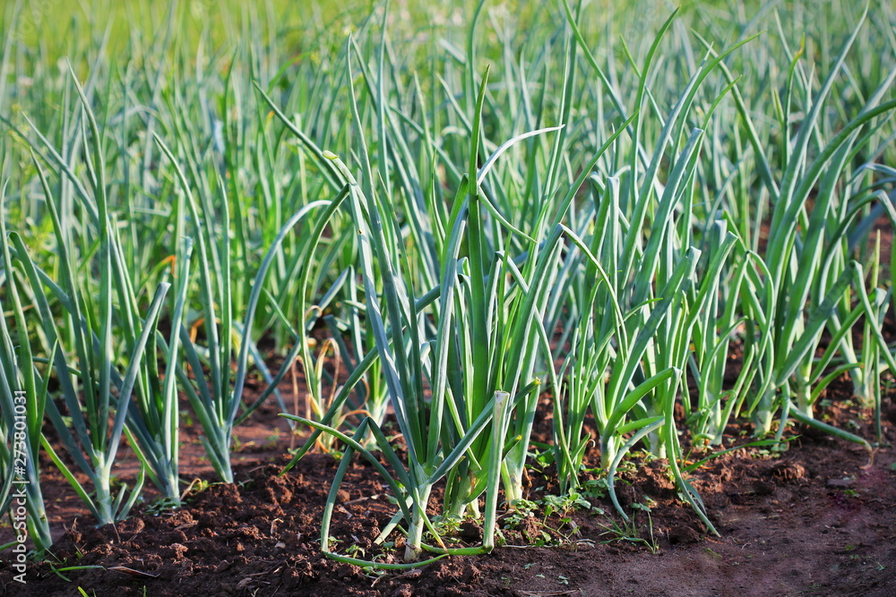 Fototapeta premium Young spring onion sprout on the field. Organically grown onions in the soil. Organic farming