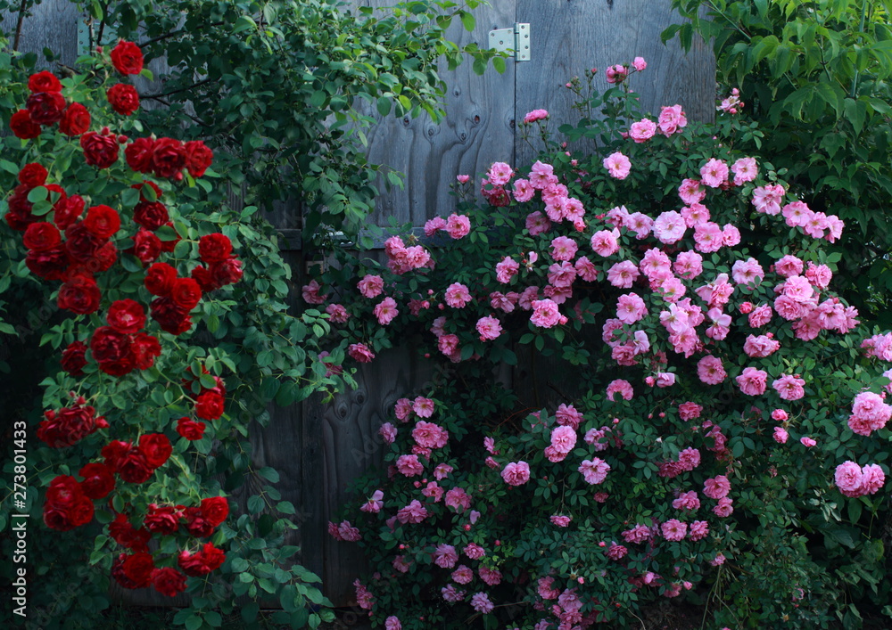 Fototapeta premium Roses in the garden on shed