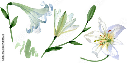 White lily floral botanical flowers. Watercolor background illustration set. Isolated lilies illustration element.