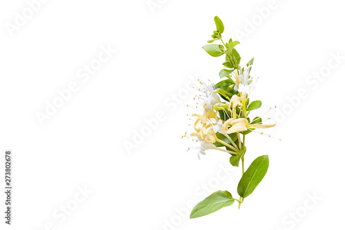 Lonicera japonica, known as Japanese honeysuckle and golden-and-silver honeysuckle isolated on a white background.space for your text photo