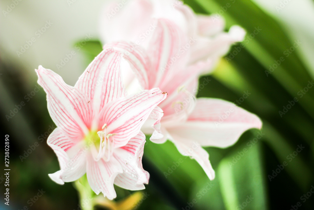 Fototapeta premium pink flower