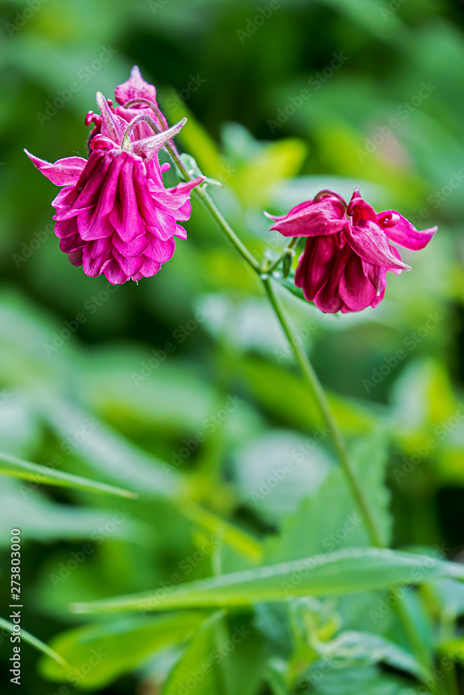 pink garden columbine in front of green blurred background pink garden columbine in front of green blurred background