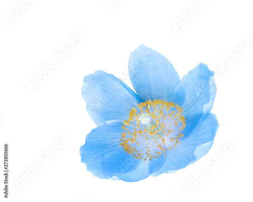 Blue himalayan poppy isolated on white background