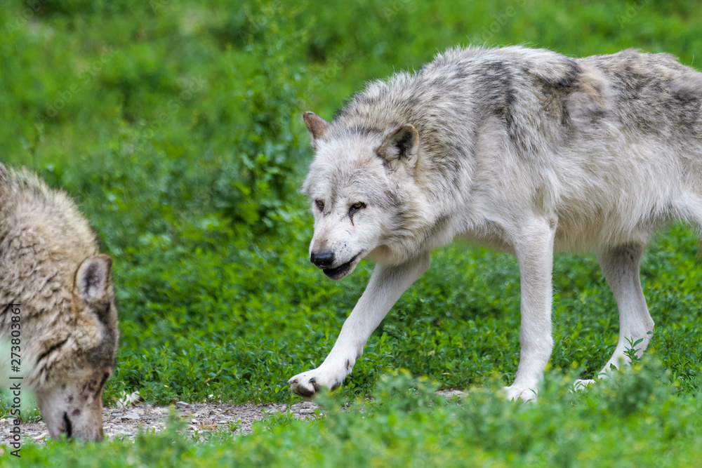 Timberwolf eating meat