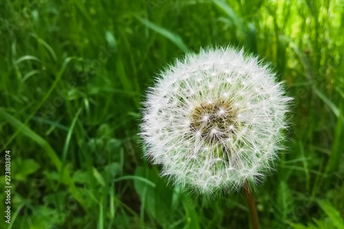 Dandelion flower on green blurred background. Dandelion - Medicinal Flower  Taraxacum officinale .   Close-up.