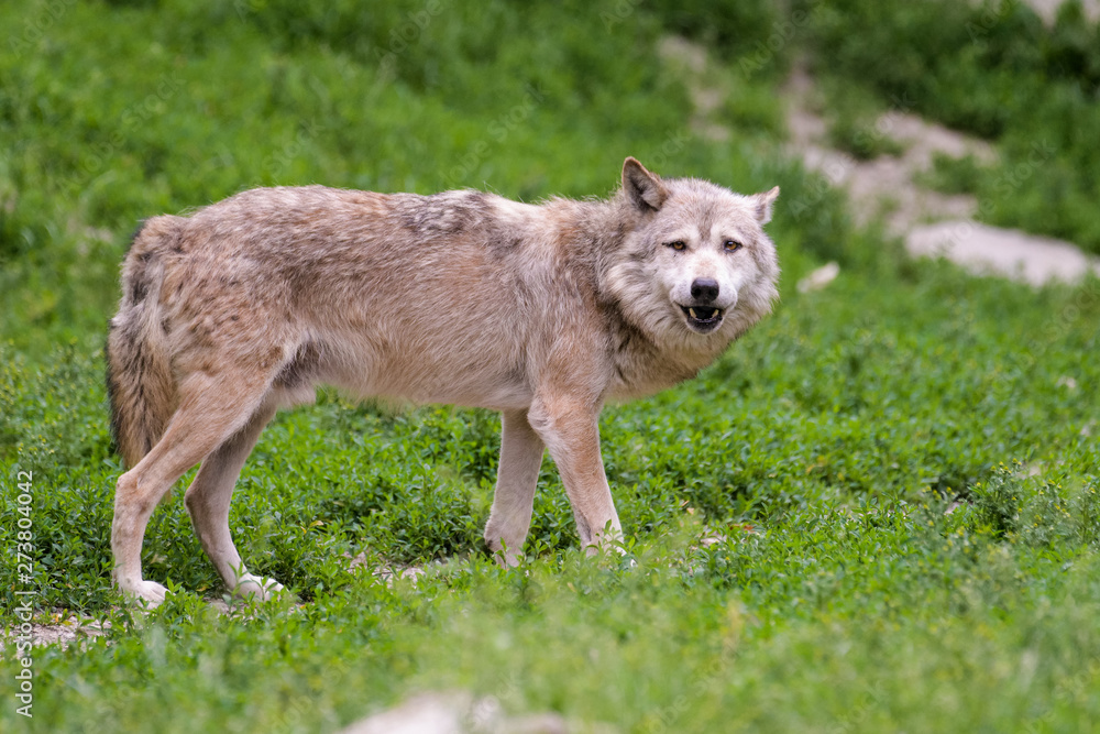 Fototapeta premium Timberwolf eating meat