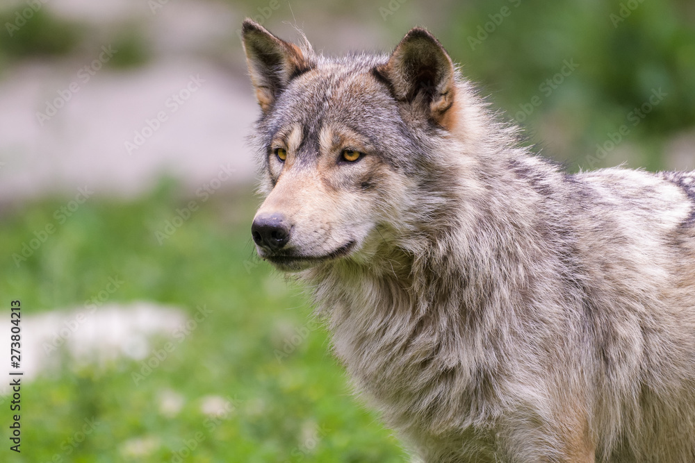 Fototapeta premium Closeup of a young timberwolf standing on a rock