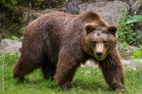 Closeup of a european brown bear in a forest