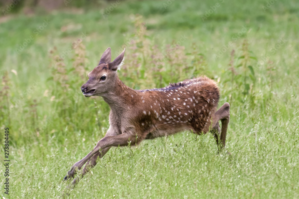 Obraz premium Red deer fawn running around in a meadow