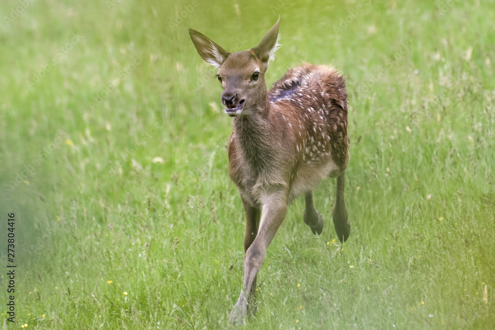 Fototapeta premium Red deer fawn running around in a meadow
