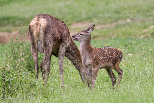 Red deer doe with her fawn