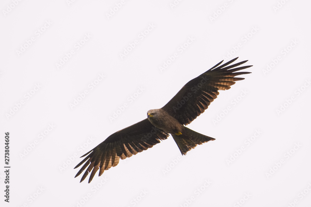 Obraz premium Black kite flying in front of a blue sky