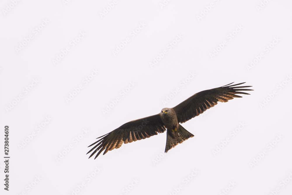 Fototapeta premium Black kite flying in front of a blue sky