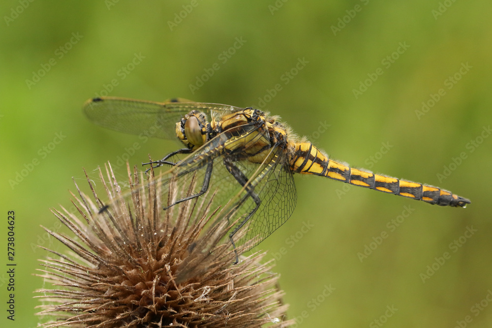 A beautiful Black-tailed Skimmer, Dragonfly, Orthetrum cancellatum, perching on a teasel plant. A beautiful Black-tailed Skimmer, Dragonfly, Orthetrum cancellatum, perching on a teasel plant.