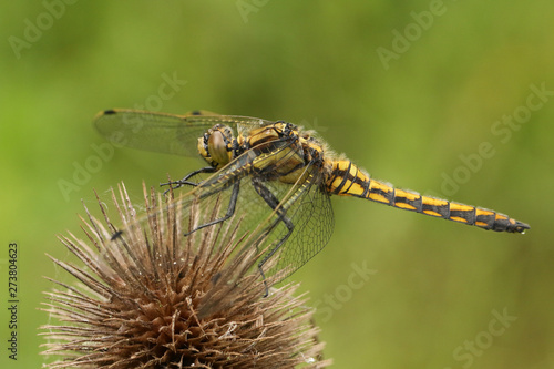 A beautiful Black-tailed Skimmer, Dragonfly, Orthetrum cancellatum, perching on a teasel plant.