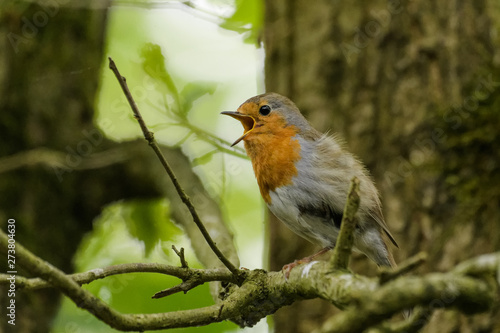 Red Robin singing in a tree