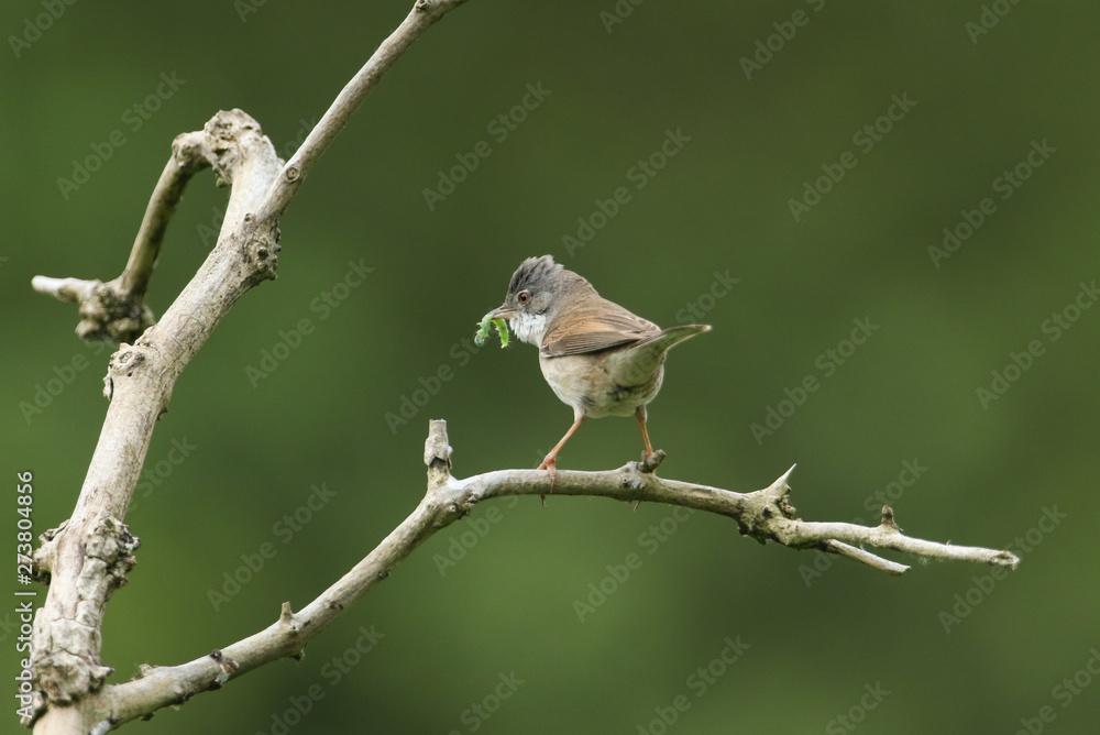 Fototapeta premium A beautiful Whitethroat, Sylvia communis, perching on a branch in a tree. It has a caterpillar in its beak which it is going to feed to its babies.