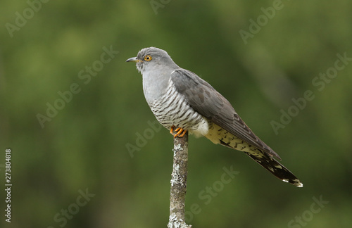 A stunning Cuckoo, Cuculus canorus, perching on a branch.