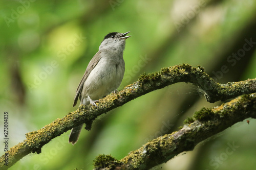 A stunning singing male Blackcap, Sylvia atricapilla, perched on a branch in a tree covered in lichen and moss. © Sandra Standbridge