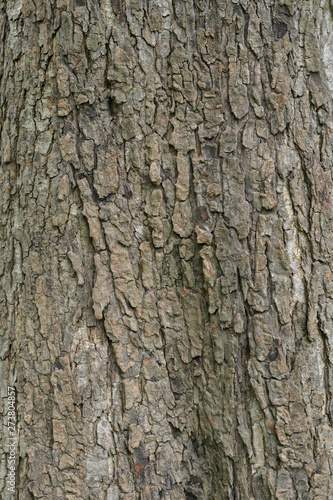 Fototapeta Naklejka Na Ścianę i Meble -  tree texture